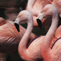 Buy canvas prints of Caribbean pink flamingos by DEREK ROBERTS