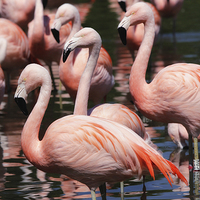 Buy canvas prints of  Majestic Pink Flamingos  by DEREK ROBERTS