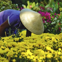 Buy canvas prints of Vietnamese gardener by Adam Szuly