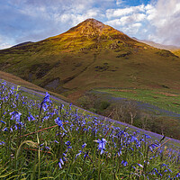 Buy canvas prints of Buttermere bluebells, Lake District. by John Finney