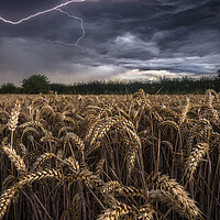 Buy canvas prints of Electric Wheat by John Finney