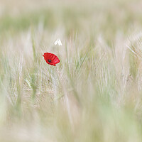 Buy canvas prints of Wild Butterfly with a lone red poppy by John Finney
