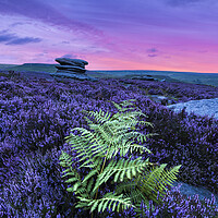 Buy canvas prints of Wild Heather & Lime by John Finney