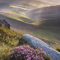 Buy canvas prints of Wild Heather on Kinder Scout. by John Finney