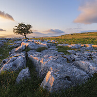 Buy canvas prints of Hawthorne tree on Limestone by John Finney