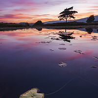 Buy canvas prints of Water lilies on Kelly Hall Tarn by John Finney