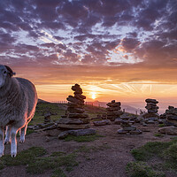 Buy canvas prints of Sheep and Stones by John Finney