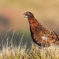 Buy canvas prints of Wild Red Grouse in the Derbyshire Peak District  by John Finney