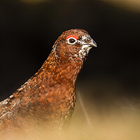 Buy canvas prints of Wild Red Grouse in the Derbyshire Peak District  by John Finney