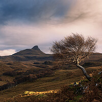 Buy canvas prints of Stac Pollaidh tree by John Finney