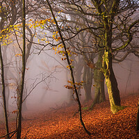 Buy canvas prints of Autumn woodland by John Finney