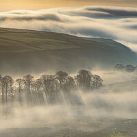 Buy canvas prints of Trees in the Mist, Peak District  by John Finney