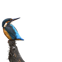 Buy canvas prints of Kingfisher by John Finney