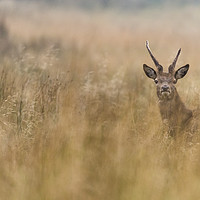 Buy canvas prints of Wild Deer in Derbyshire by John Finney