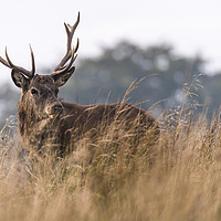 Buy canvas prints of Wild Stag with large antlers in the rutting season by John Finney