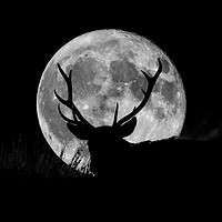 Buy canvas prints of Wild Stag silhouetted with a full moon by John Finney
