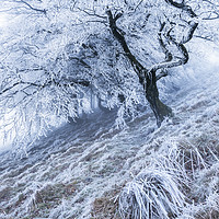 Buy canvas prints of Winter Hoar frost  by John Finney