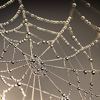 Buy canvas prints of Spiders web by John Finney