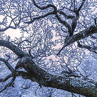 Buy canvas prints of Hoar frost on Twisted branches by John Finney
