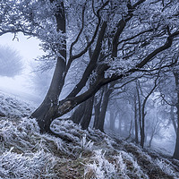 Buy canvas prints of Hoar frost in the mist.  by John Finney