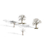 Buy canvas prints of Four Trees  by John Finney