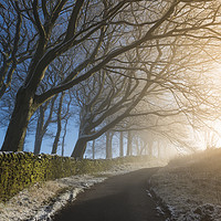 Buy canvas prints of Trees on a Lane by John Finney