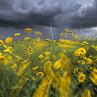 Buy canvas prints of Monsoon lightning with flowers  by John Finney