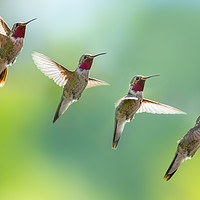 Buy canvas prints of Humming bird sequence  by John Finney