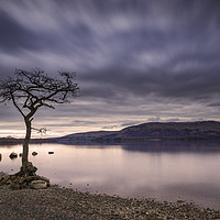 Buy canvas prints of Loch Lomond, Milarrochy Bay tree, Scottish Highlan by John Finney