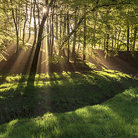 Buy canvas prints of Spring morning sunrays in Hooleyhey woods by John Finney