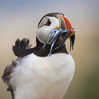 Buy canvas prints of Wild Puffin, catch of the day.  by John Finney