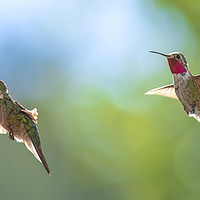 Buy canvas prints of The Hummingbirds of Arizona  by John Finney