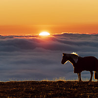 Buy canvas prints of Eccles Pike horse, sunset above the fog, by John Finney