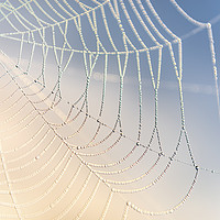 Buy canvas prints of Spiders Web by John Finney