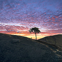 Buy canvas prints of Back Tor Tree sunrise, Peak District. UK by John Finney