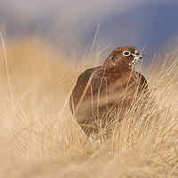 Buy canvas prints of Wild Red Grouse in the English Peak District  by John Finney