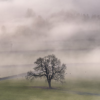 Buy canvas prints of Chatsworth Tree in the mist by John Finney