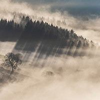Buy canvas prints of Woodland in the mist near Chatsworth by John Finney