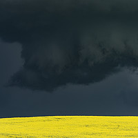 Buy canvas prints of Tornadic Thunderstorm over Canola by John Finney