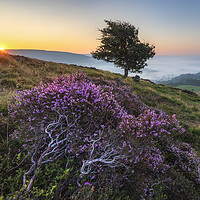 Buy canvas prints of Purple Heather Sunrise, Derbyshire by John Finney