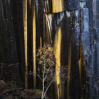 Buy canvas prints of Reclaimed by Nature by John Finney
