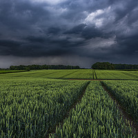 Buy canvas prints of Wheat Crop Thunderstorm near Harrogate by John Finney