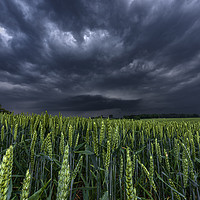 Buy canvas prints of North Yorkshire Supercell over Wheat Crops by John Finney