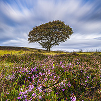 Buy canvas prints of Crookstone Hill purple heather by John Finney