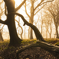 Buy canvas prints of Trees at sunrise on Rushop Edge, Peak District by John Finney