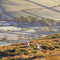 Buy canvas prints of Two Spring Lambs, Peak District by John Finney