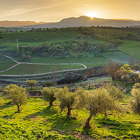 Buy canvas prints of Olive orchards at sunrise, Ronda, Puente Nuevo.  by John Finney