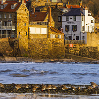 Buy canvas prints of Sandpipers at Robin Hoods Bay, Whitby.  by John Finney