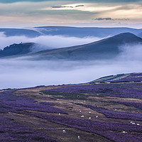 Buy canvas prints of Wild Heather on Win Hill, with Lose Hill.  by John Finney