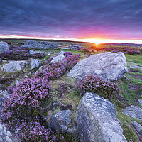 Buy canvas prints of Curbar Purple Heather Sunrise, Peak District by John Finney